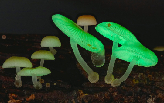 彩色蘑菇图片大全 美却毒性致命