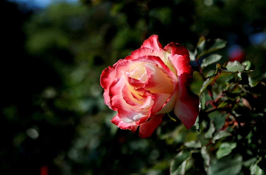 红玫瑰与白玫瑰图片
