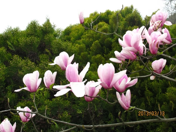 高清粉色木兰花图片素材