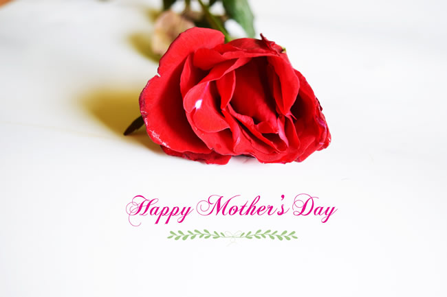 母亲节玫瑰花背景图片