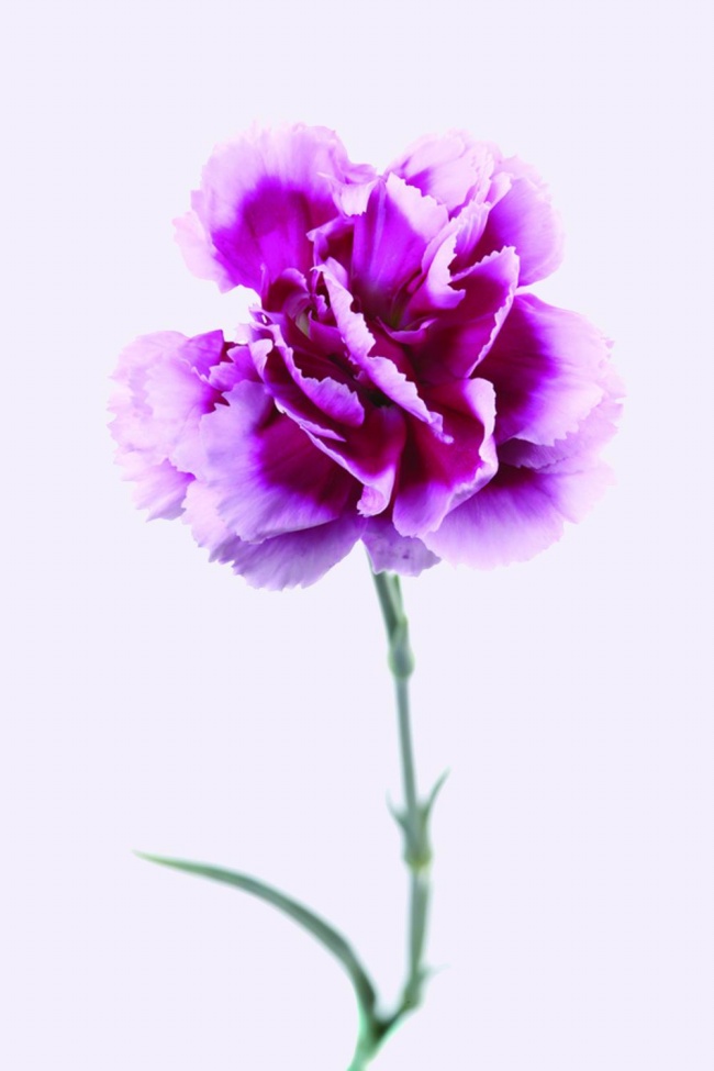 紫色康乃馨图片素材