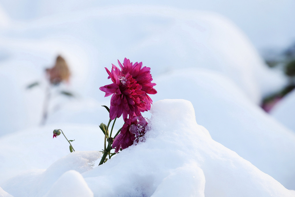 雪中依然坚守的菊花