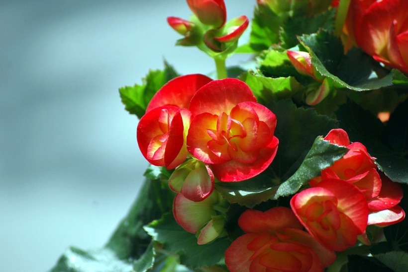 多色玻璃海棠花卉图片