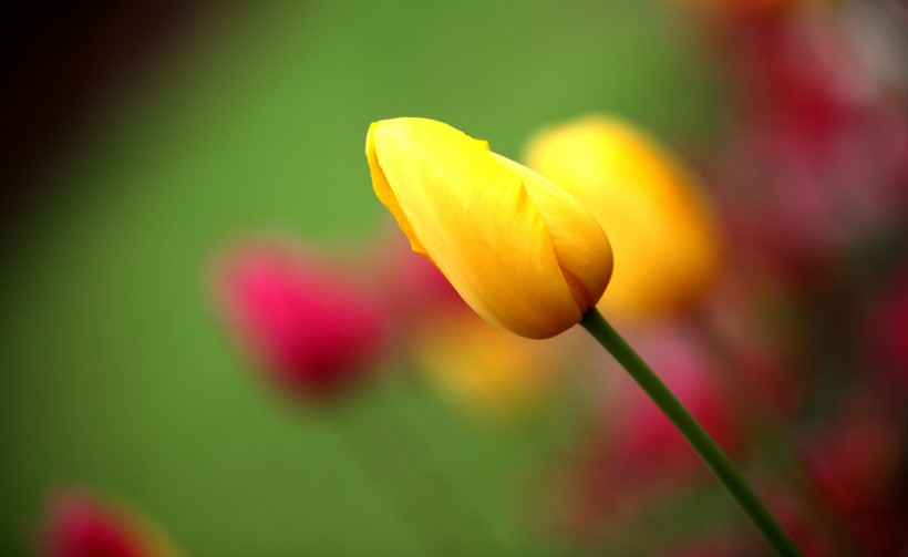 郁金香花卉图片
