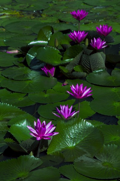 紫色睡莲花卉图片