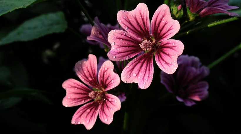 粉色锦葵图片
