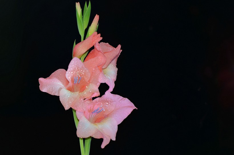 粉色唐菖蒲花卉图片