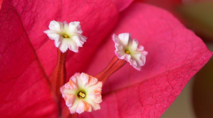 三角梅花的花蕊图片