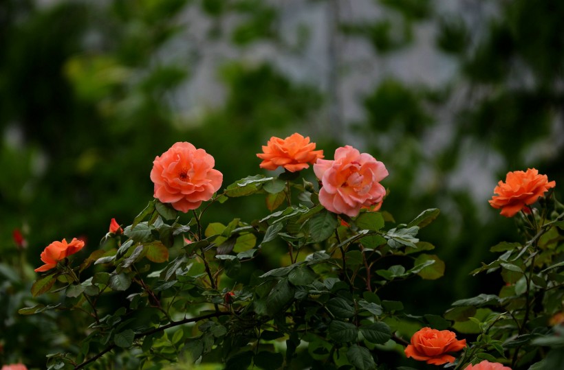橙色蔷薇花图片