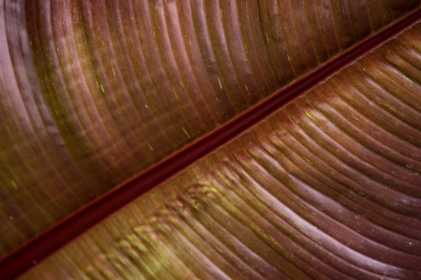 棕榈树叶子图片
