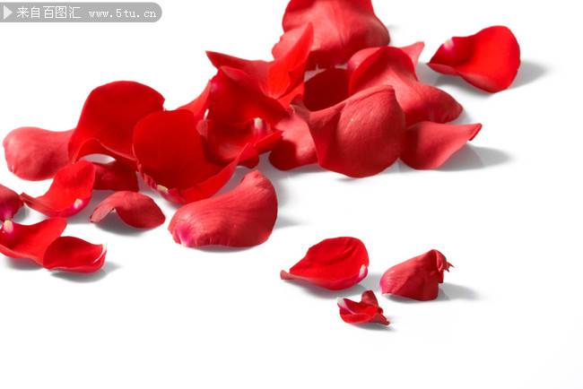 散落的红色玫瑰花瓣图片