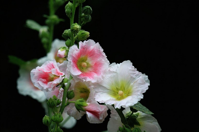 色彩浓淡相宜的蜀葵花卉图片