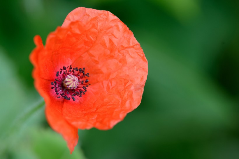 美艳红色罂粟花图片