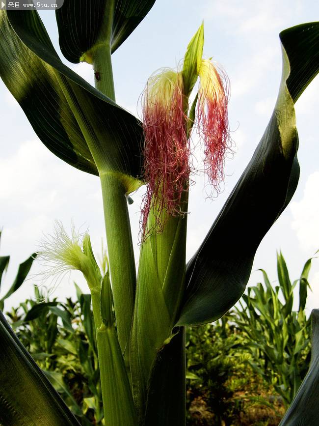 种植园里的玉米高清图片