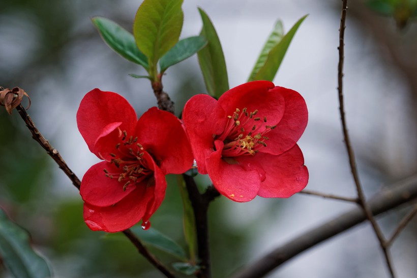 红色海棠花图片