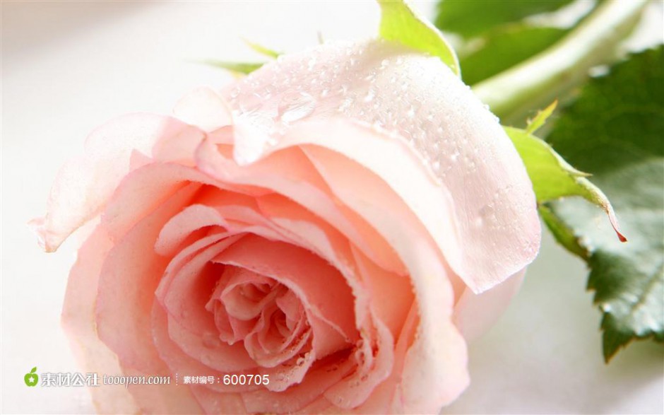 布满水珠的粉玫瑰图片素材