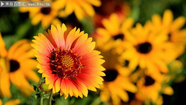漂亮的向日葵太阳花图片