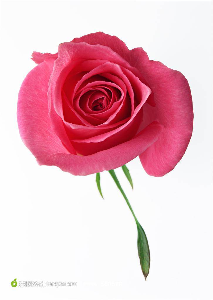 精美的红色玫瑰花背景图片素材