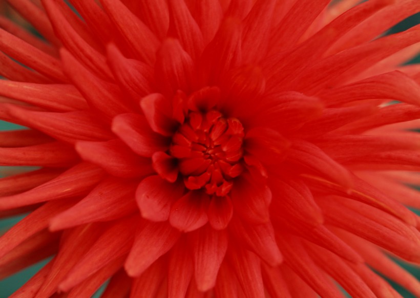 红色花朵花瓣背景图片