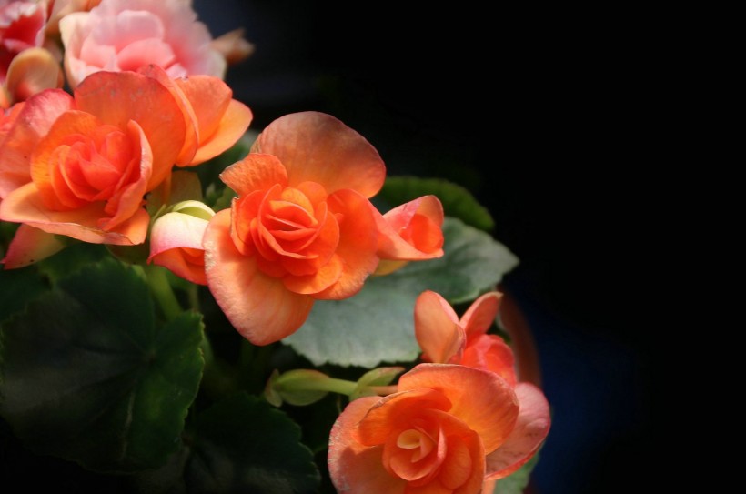 丽格海棠花卉图片