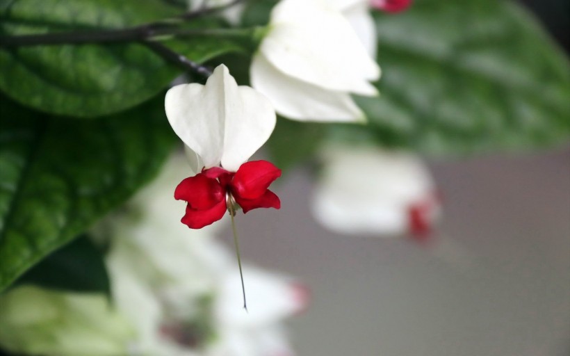 龙吐珠花卉图片
