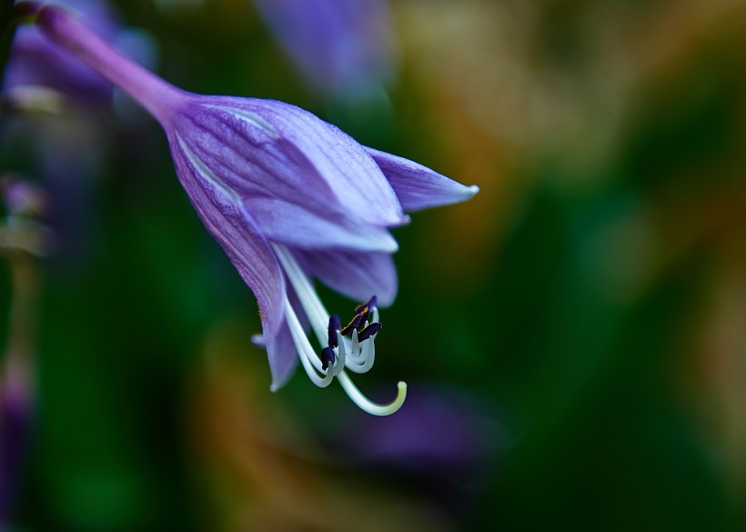 梦幻紫玉簪花卉图片