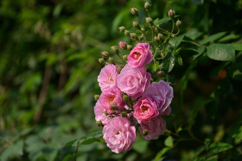 英国国花玫瑰图片