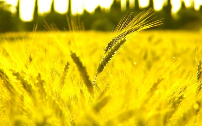 金灿灿的麦子图片