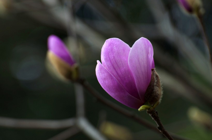 紫色玉兰花图片