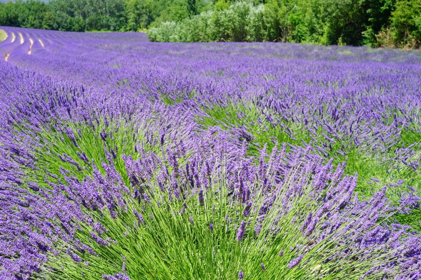 紫色的薰衣草花田图片