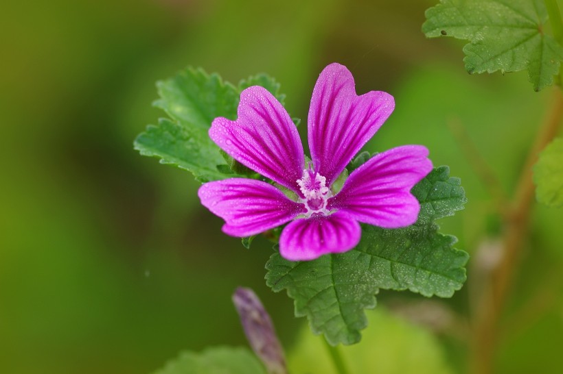 紫色锦葵图片