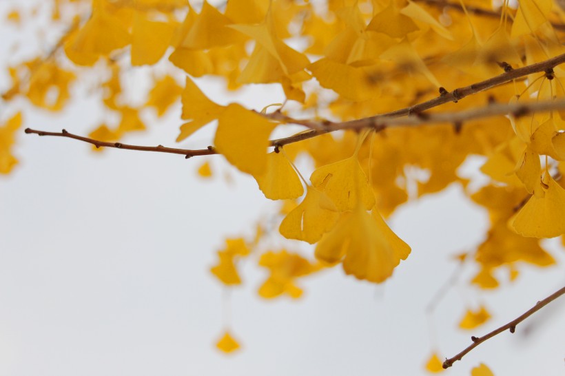 秋天金色的银杏叶图片