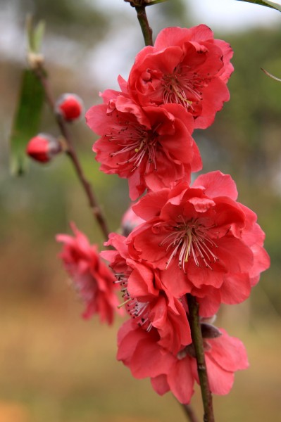 红色桃花图片