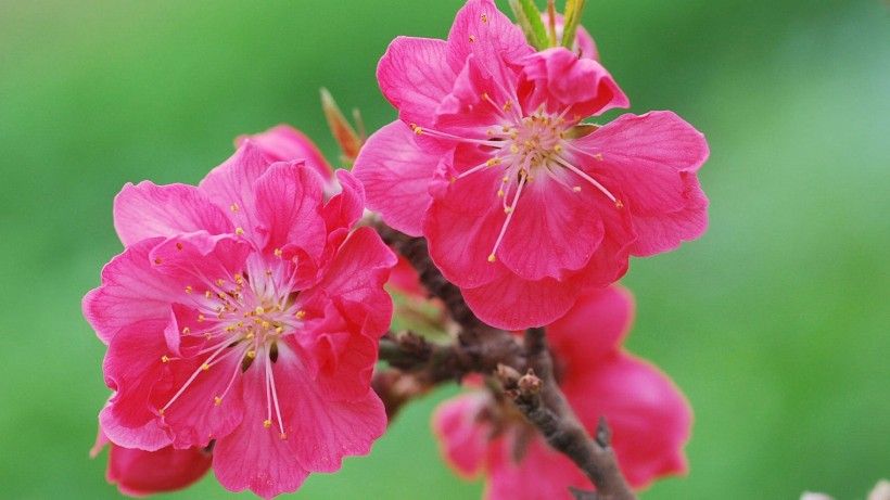红色千叶桃花图片