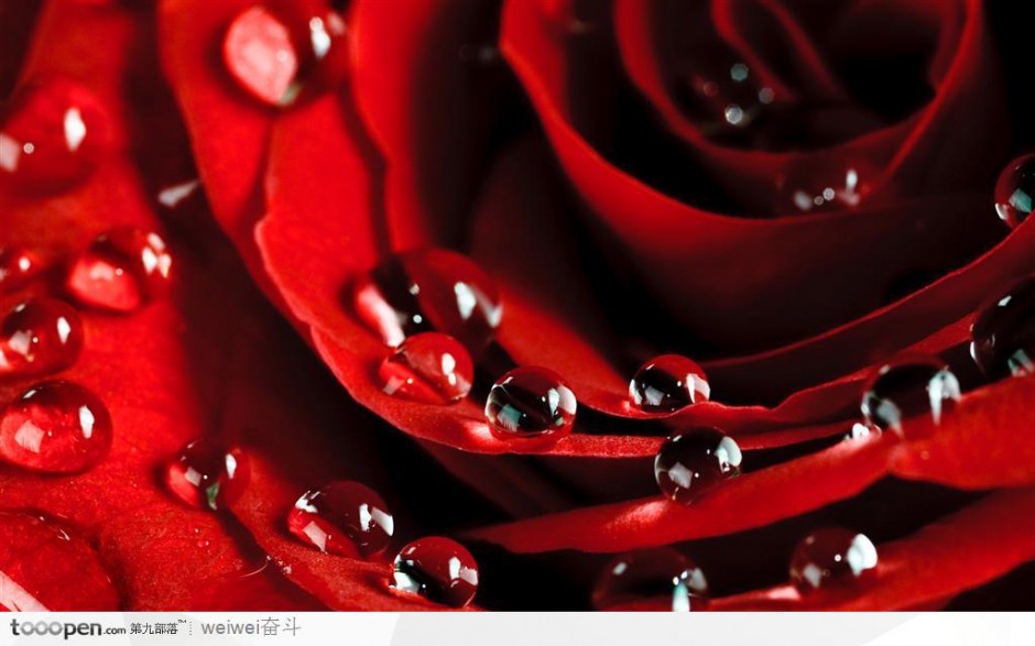 火红带水珠的玫瑰花高清图片