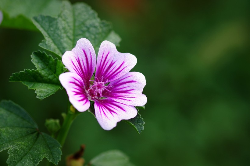 紫色锦葵图片