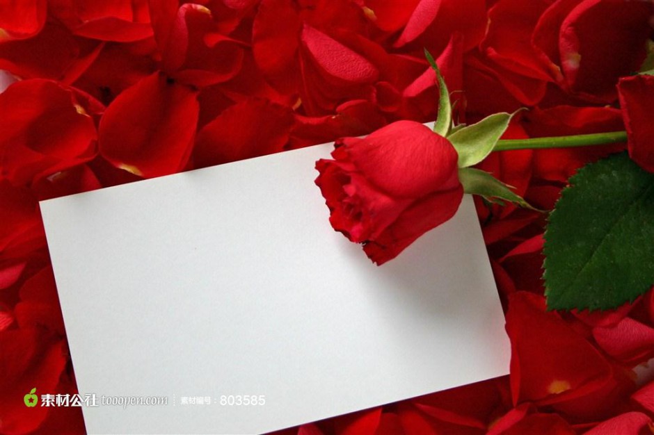 十分鲜艳的红玫瑰卡片