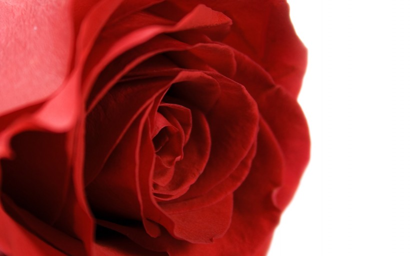漂亮的玫瑰写真图片