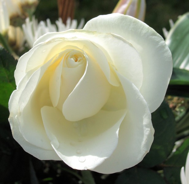 纯洁的白玫瑰图片