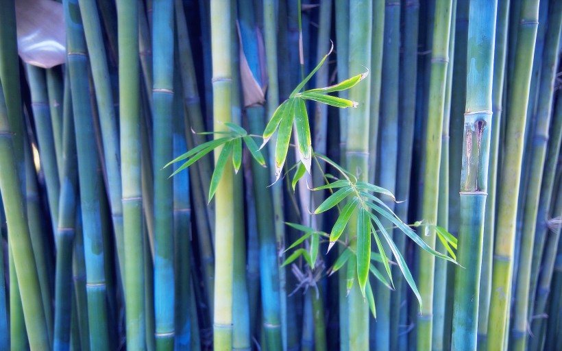 竹子和小片竹林图片