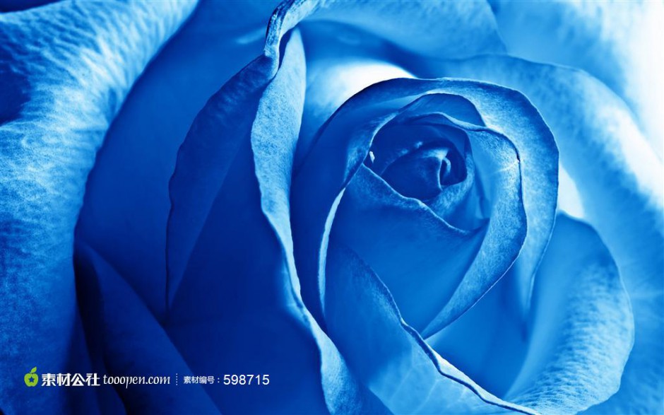 蓝色玫瑰花特写高清图片