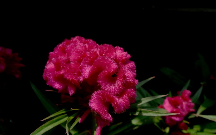 美丽的鸡冠花图片