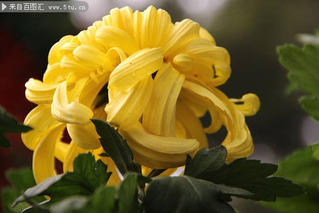 黄色菊花高清摄影图片素材