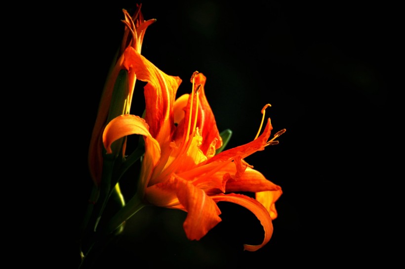 橙色萱草花图片