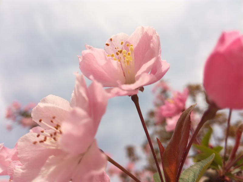 粉色的桃花图片