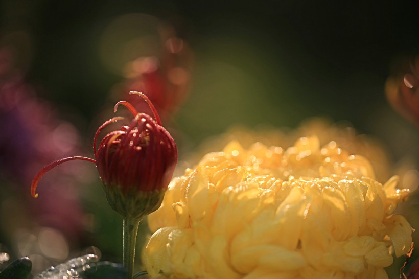 唯美菊花花瓣图片