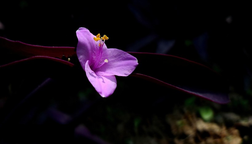 紫色的紫鸭跖草花卉图片