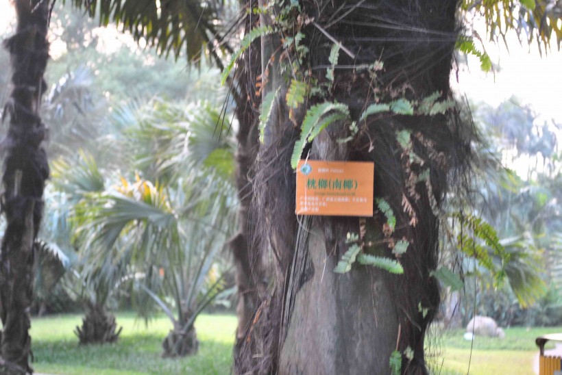 桄榔植物图片