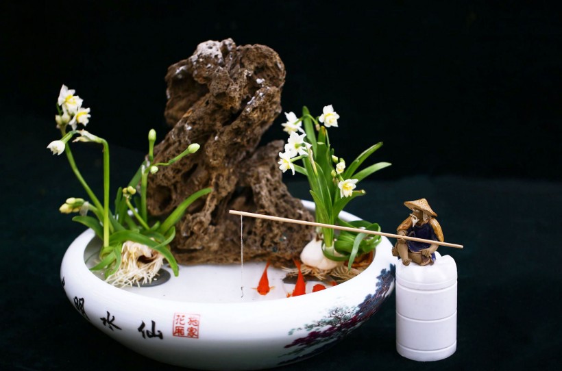水仙花盆景图片