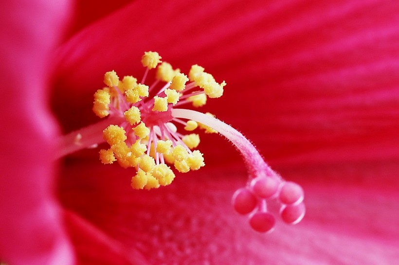 芙蓉葵花卉图片